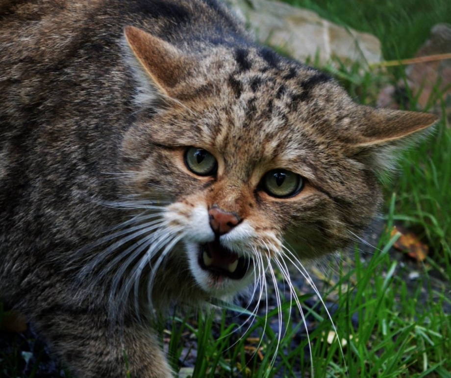 Европейский Лесной кот камышовый