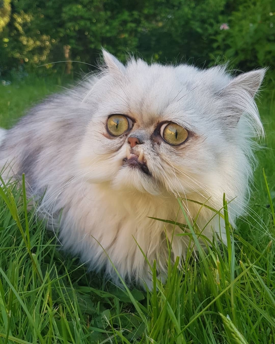 Страшные породы котов