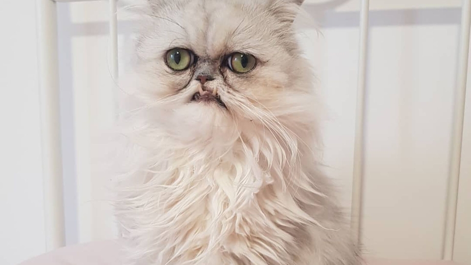 Кот с гипертрихозом