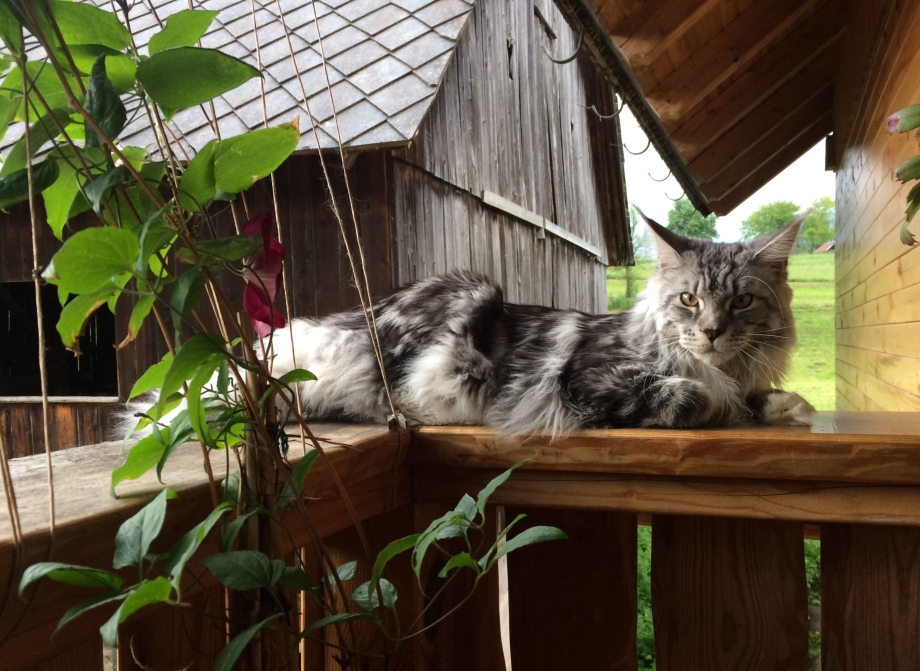 Камышовый кот и Мейн кун