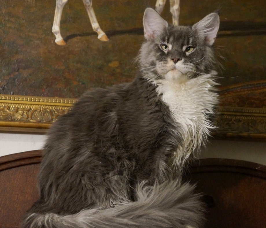 Котята Мейн кун