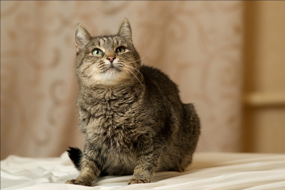 Королевский Мейн кун
