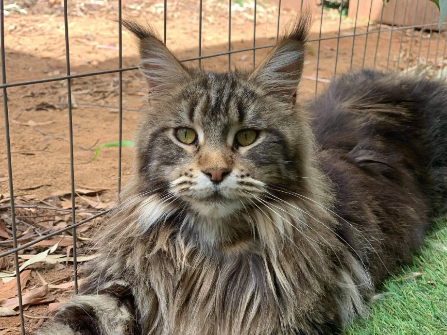 Котята Мейн кун в добрые руки бесплатно