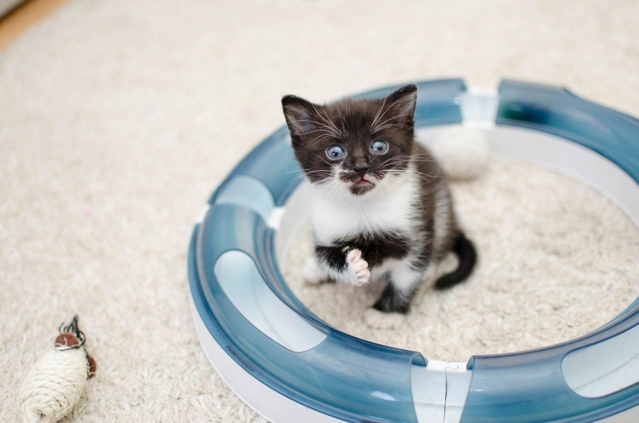 Лоток для котят