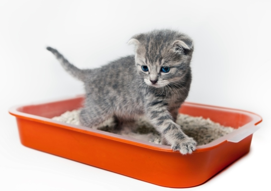 Лоток для маленьких котят