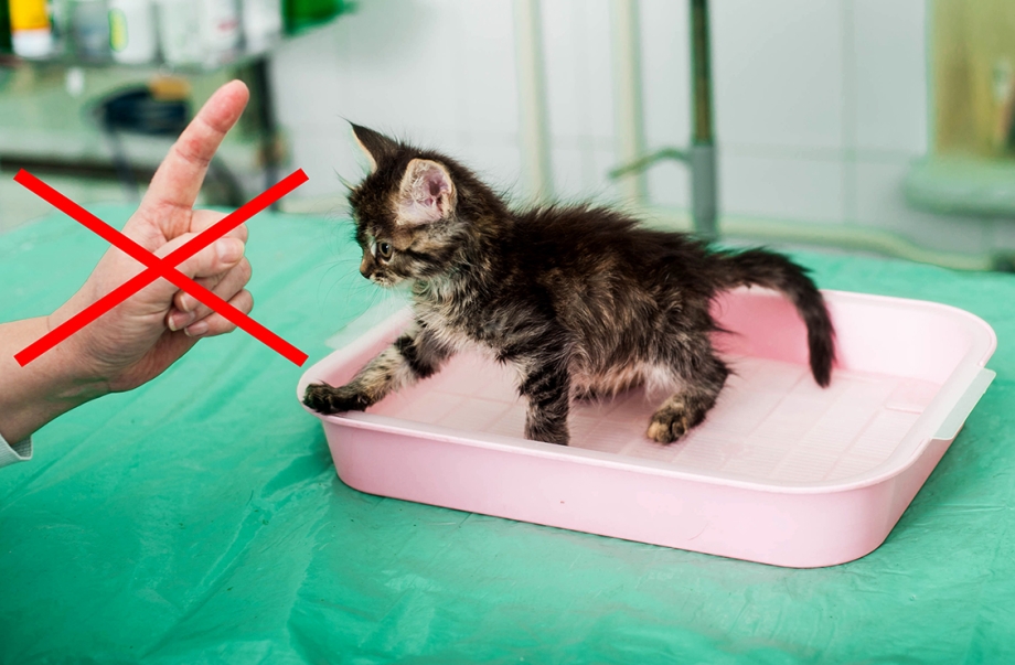 Приучить котенка к лотку