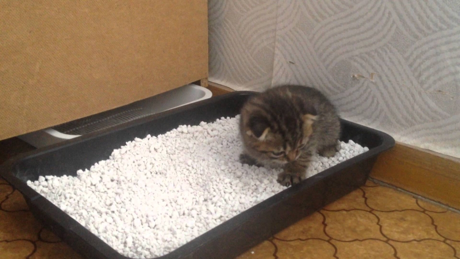 Лоток для котят маленький