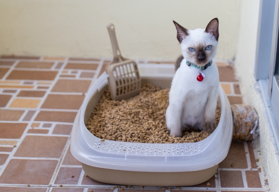 Приучить котенка к лотку