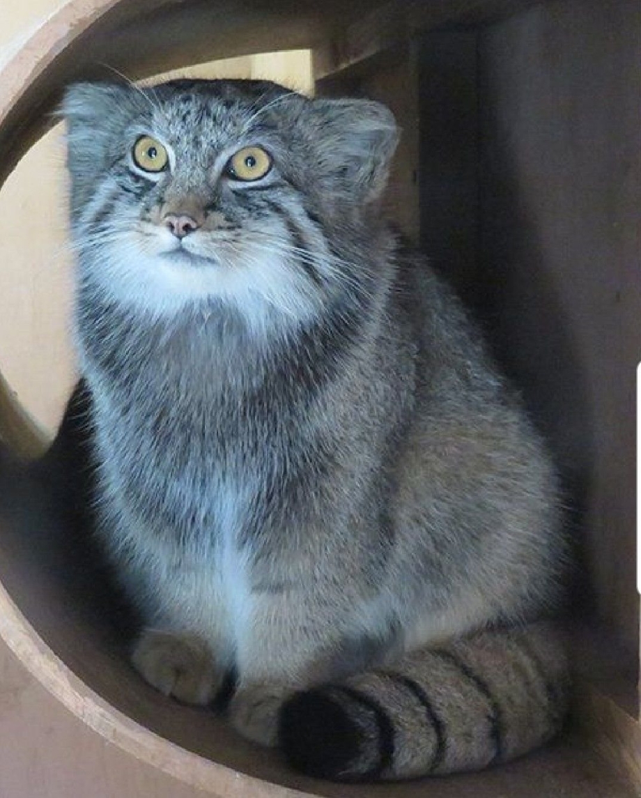 Манул котенок домашний