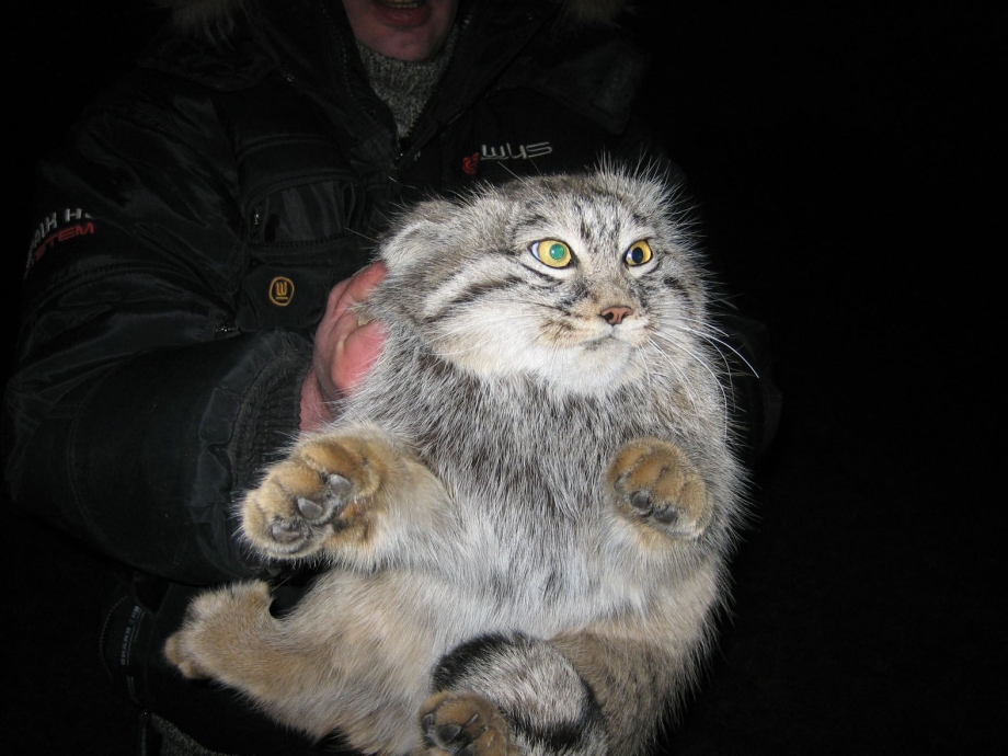 Кот Манул с человеком