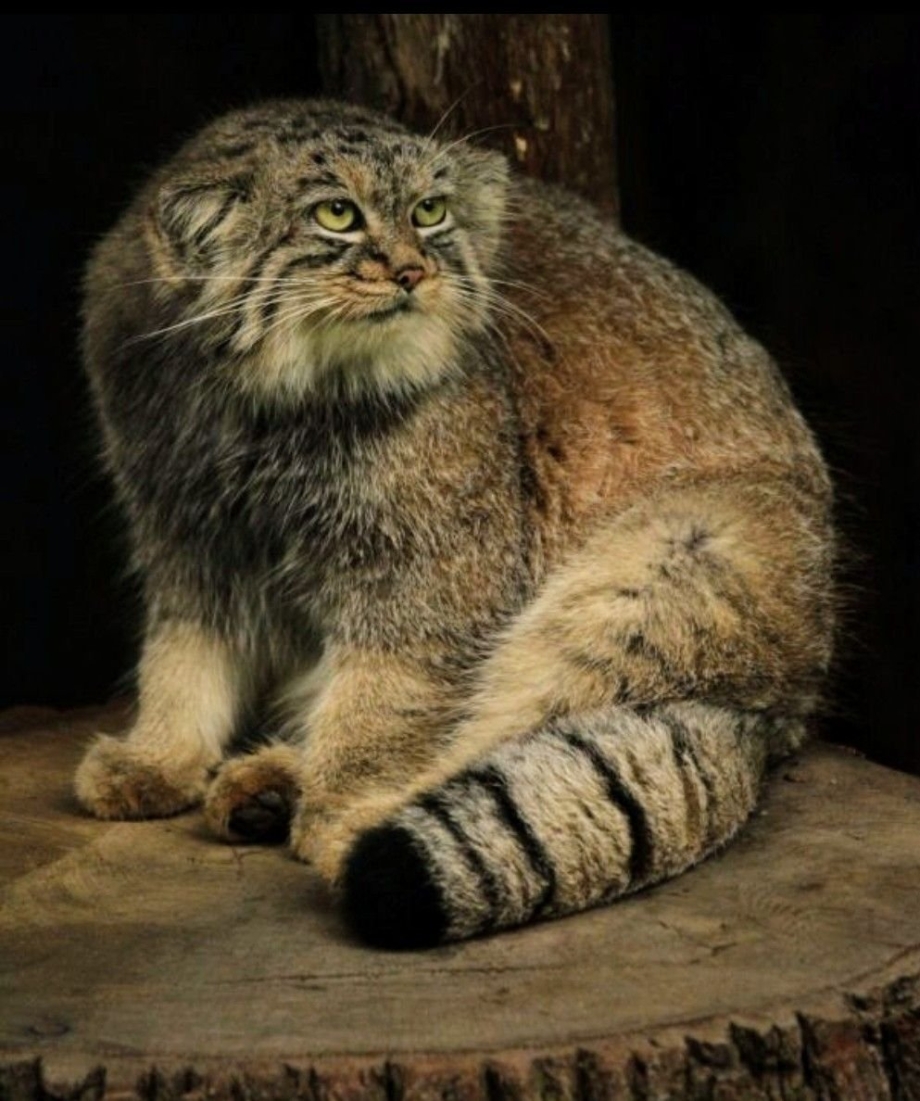 Манул кот и кошка