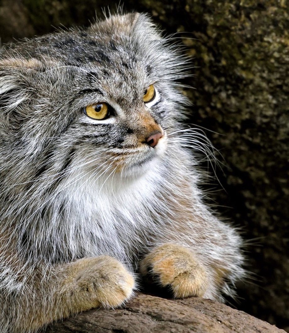 Манул кошка