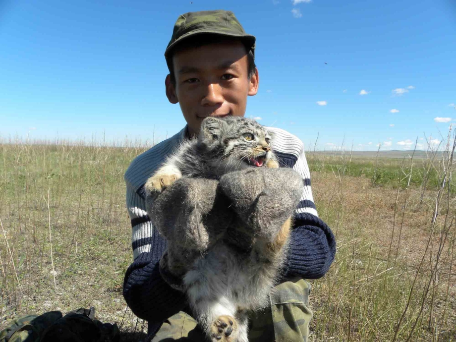Кот Манул на руках