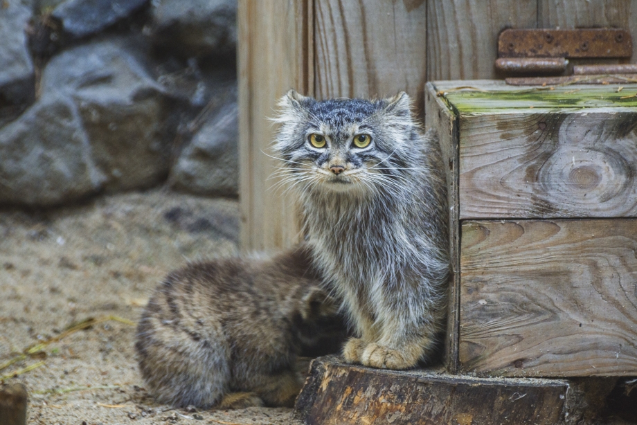 Сибирский Манул котенок