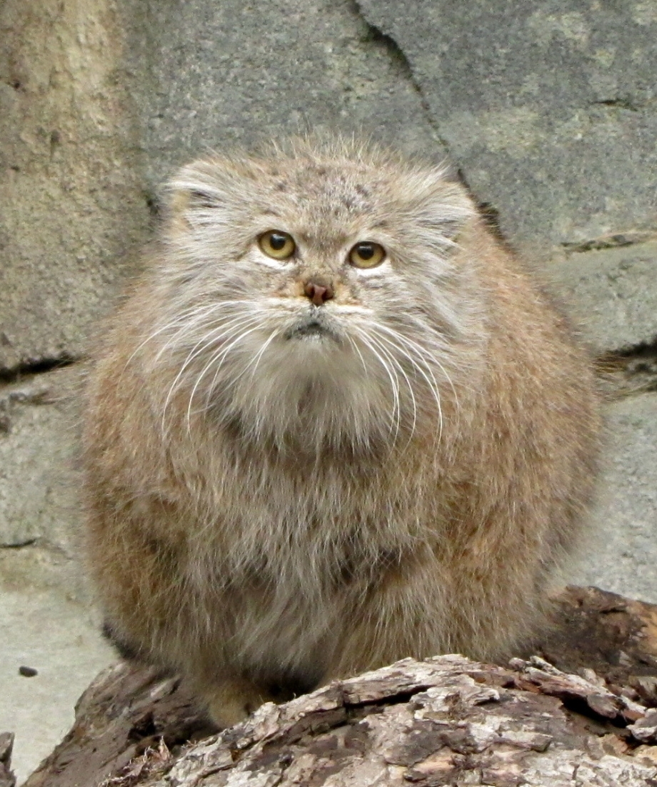 Кот Манул толстый