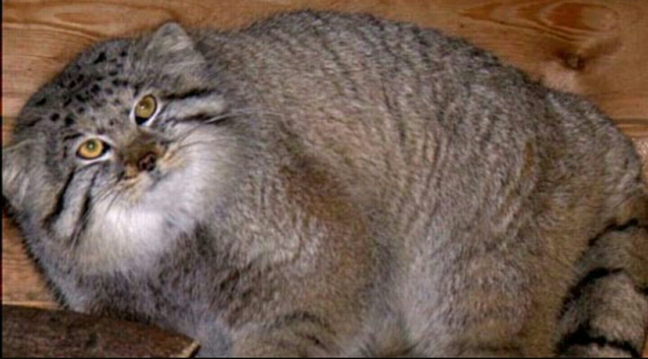 Коты манулы в домашних условиях