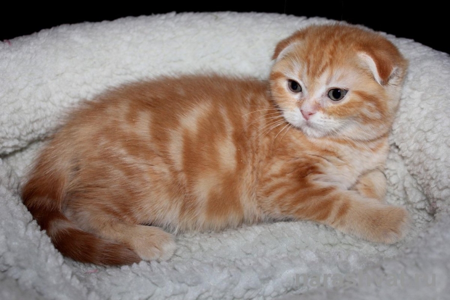 Рыжий шотландский вислоухий котенок