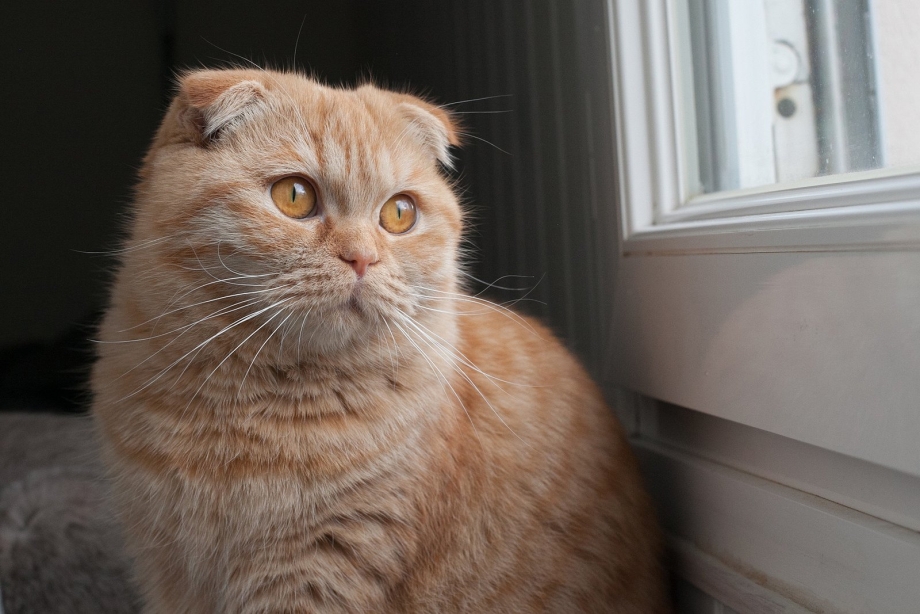 Шотландская вислоухая кошка рыжая