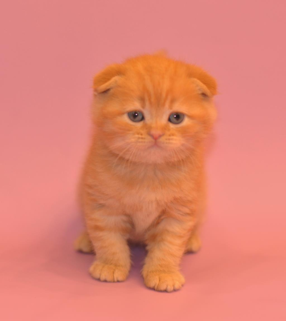 Британец кот вислоухий рыжий