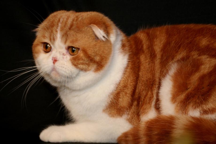 Рыжий вислоухий кот