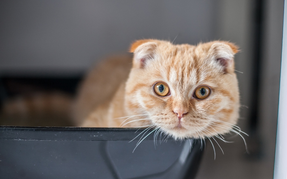 Вислоухий шотландец котенок рыжий