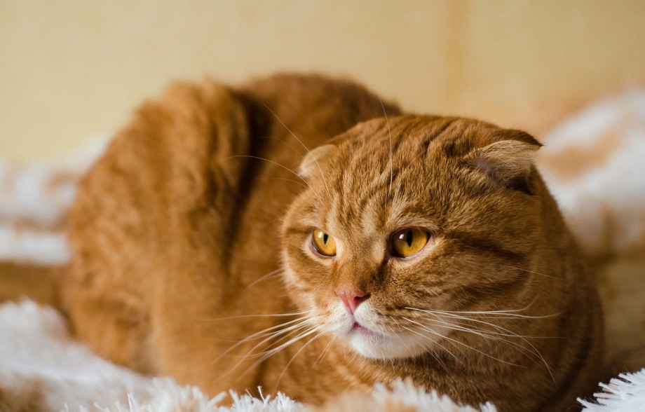 Шотландский скоттиш фолд рыжий