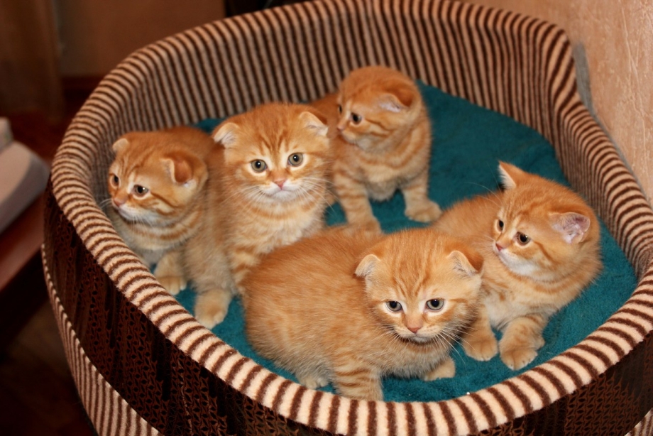 Шотландская вислоухая кошка рыжая