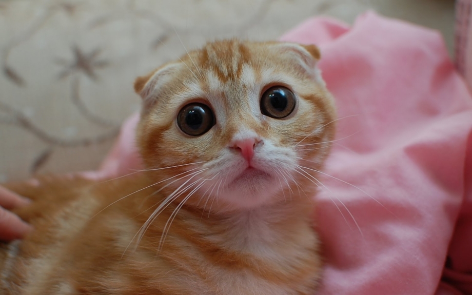 Скоттиш фолд рыжий