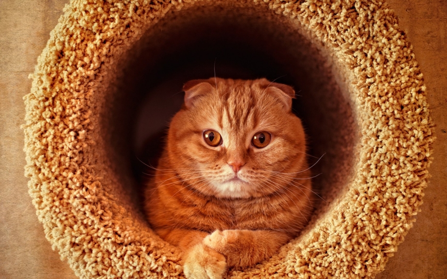 Шотландский скоттиш фолд рыжий