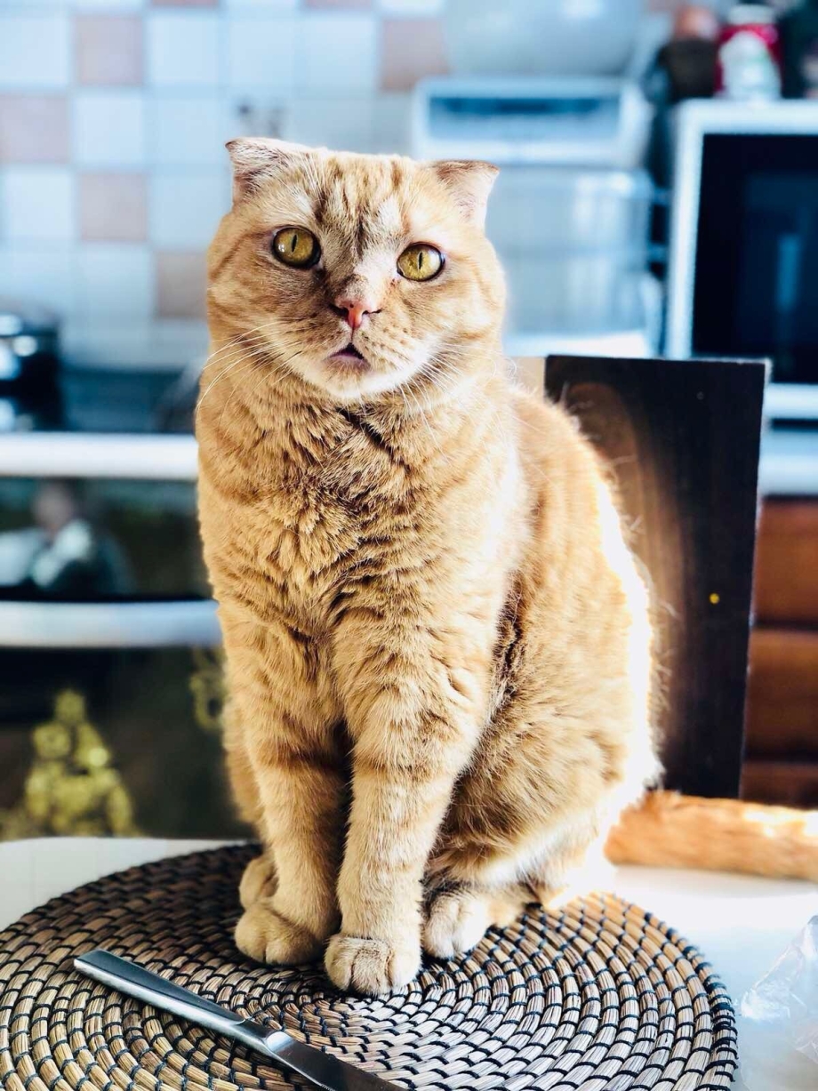 Скоттиш фолд красный мрамор