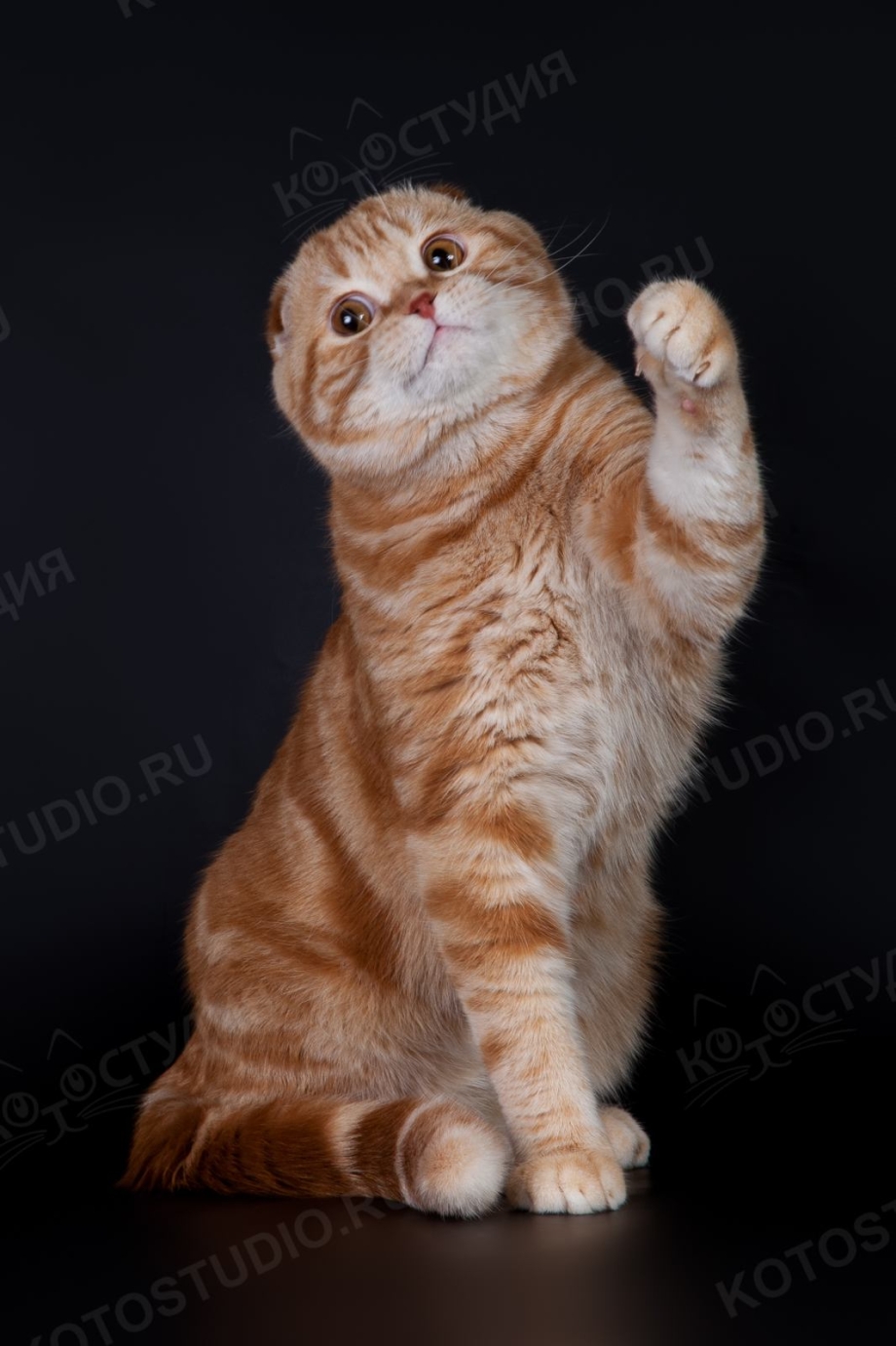 Шотландская вислоухая кошка рыжая