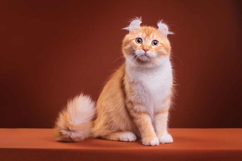 Шотландская вислоухая кошка рыжая