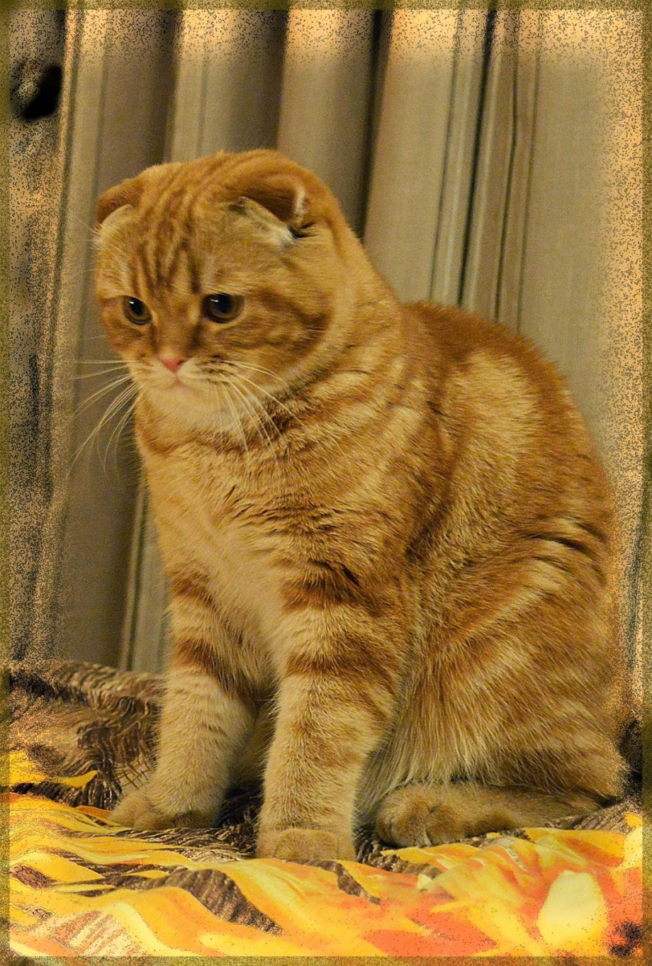 Шотландский вислоухий кот рыжий