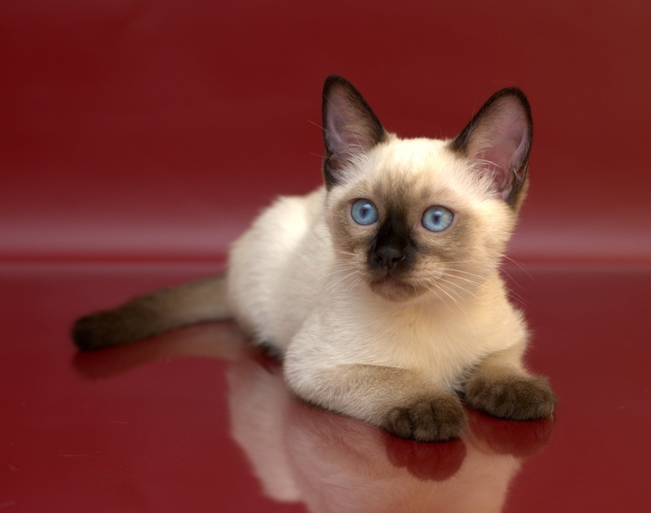 Тайская кошка