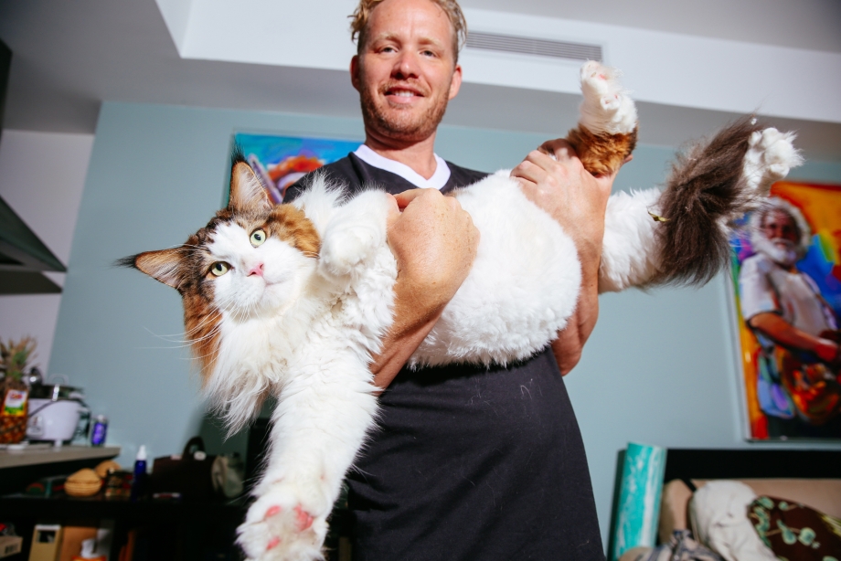 Котзилла кот Годзилла