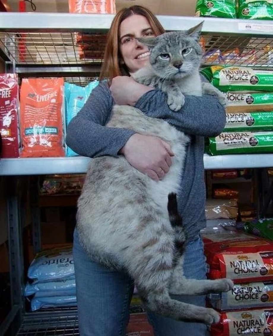 Кот гигант