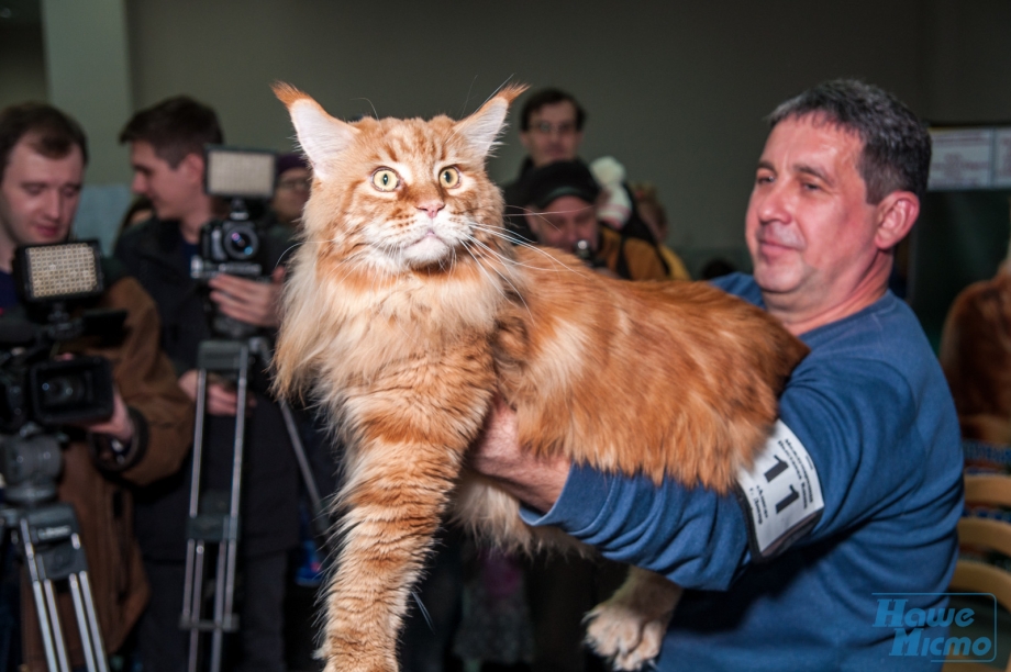 Самый большой кот на земле