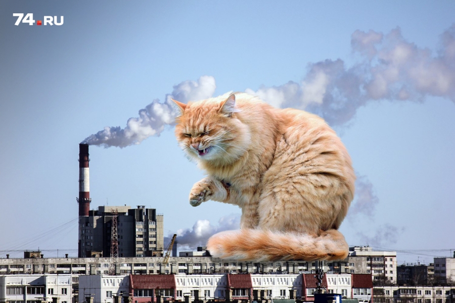 Огромный гигантский кот