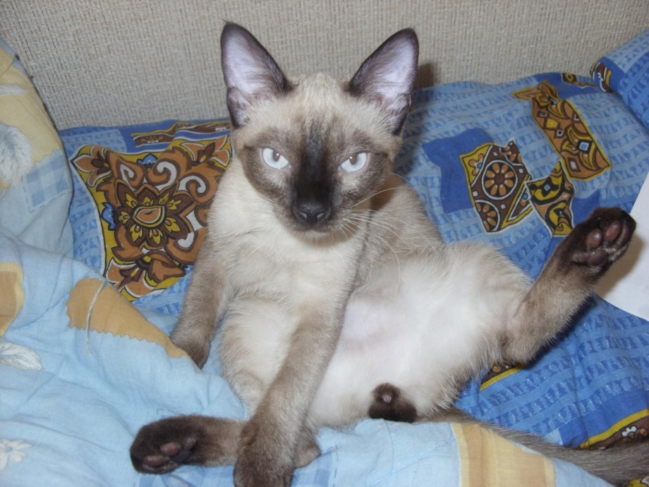 Вязка котов тайский
