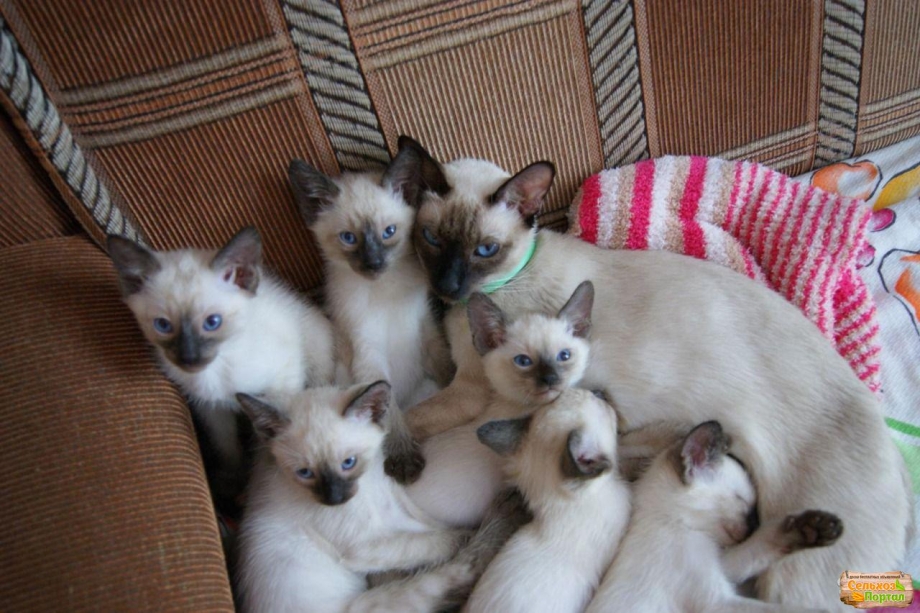 Тайская кошка котята