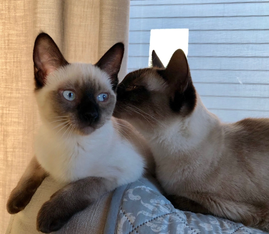 Сиамская кошка котенок