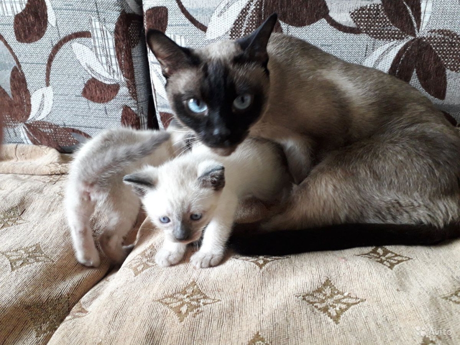 Сиамские котята за 500 рублей