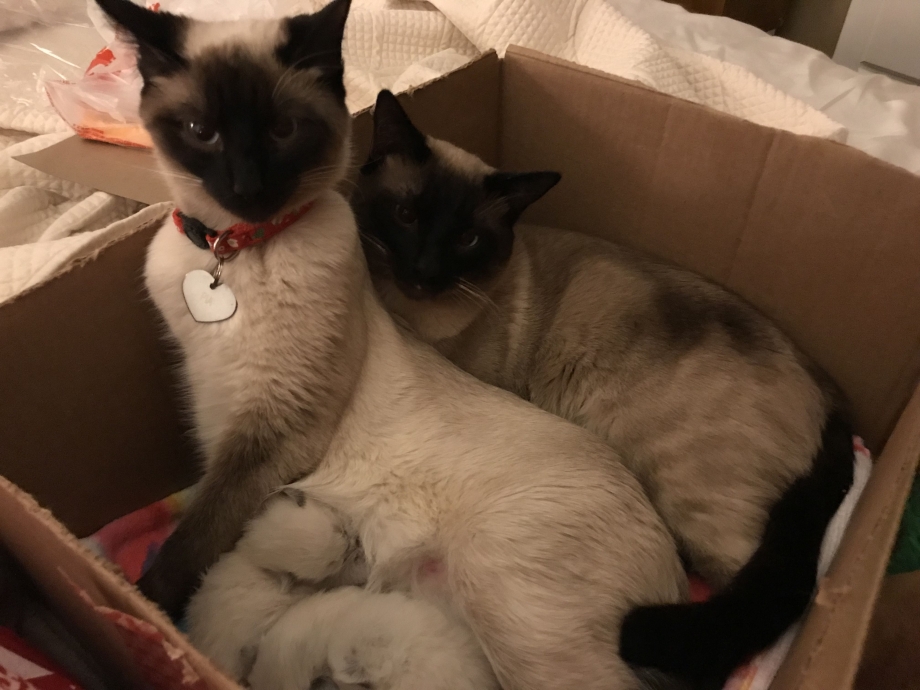 Сиамские коты любовь