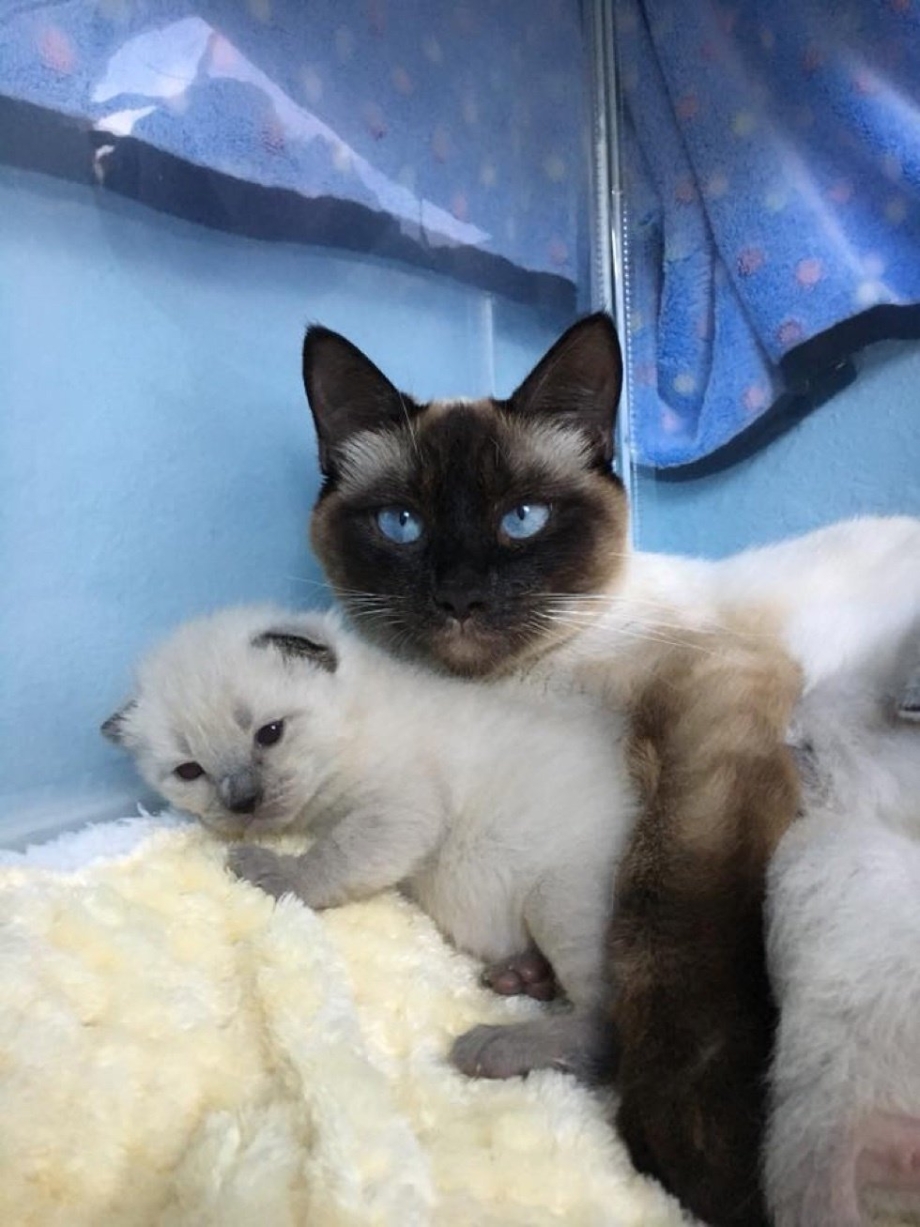 Сиамские тайские котята