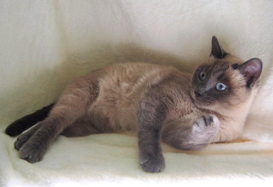 Сиамская кошка 1 год