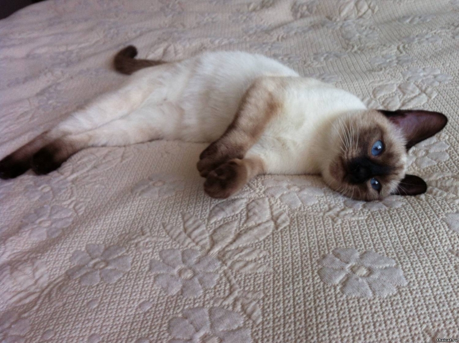 Сиамский кот спит