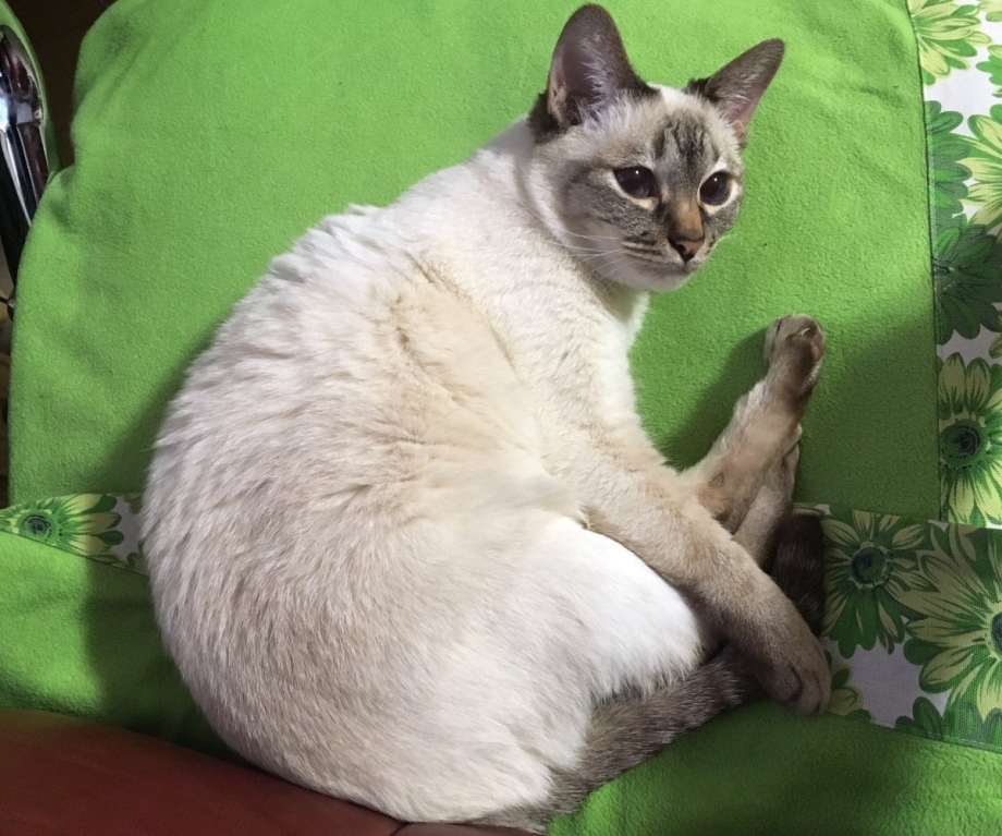 Питание кошек