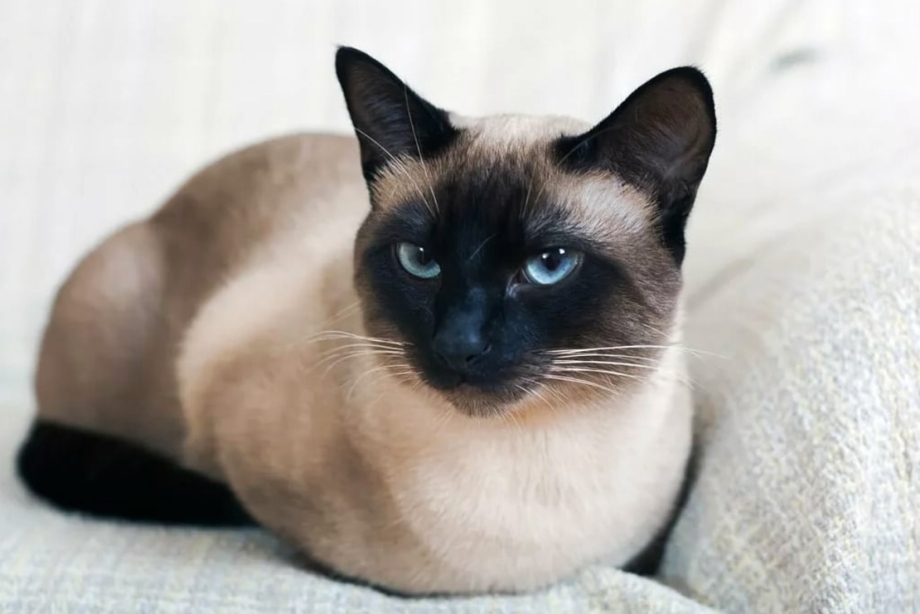 Кормление сиамских котят