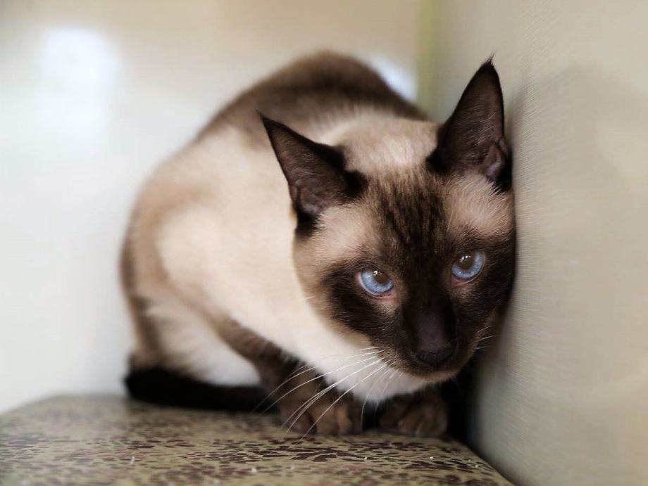 Меню для кошек