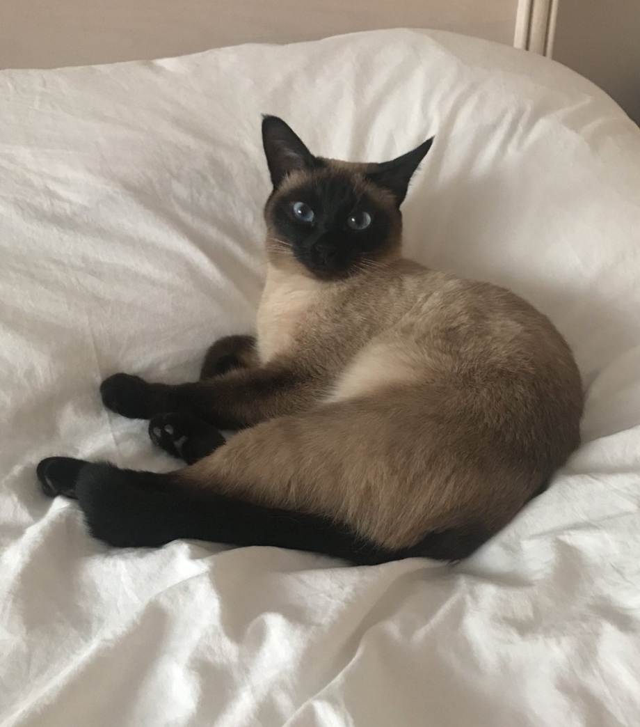 Сиамский и тайский кот